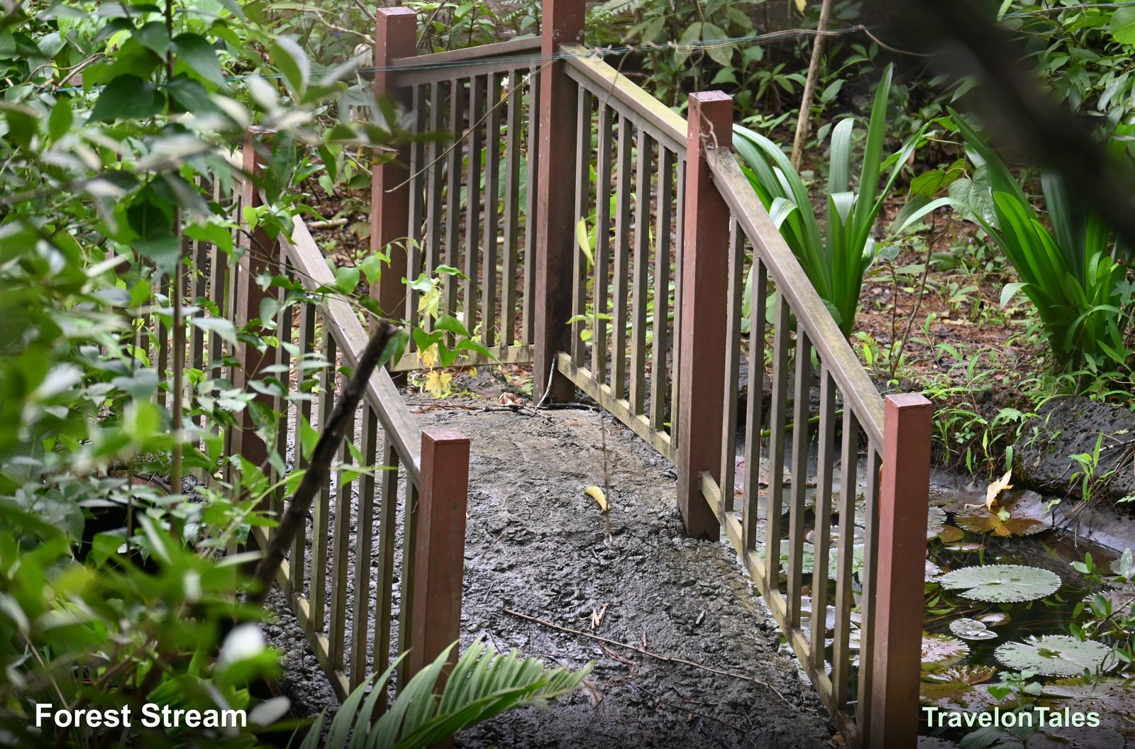 Forest stream crossing