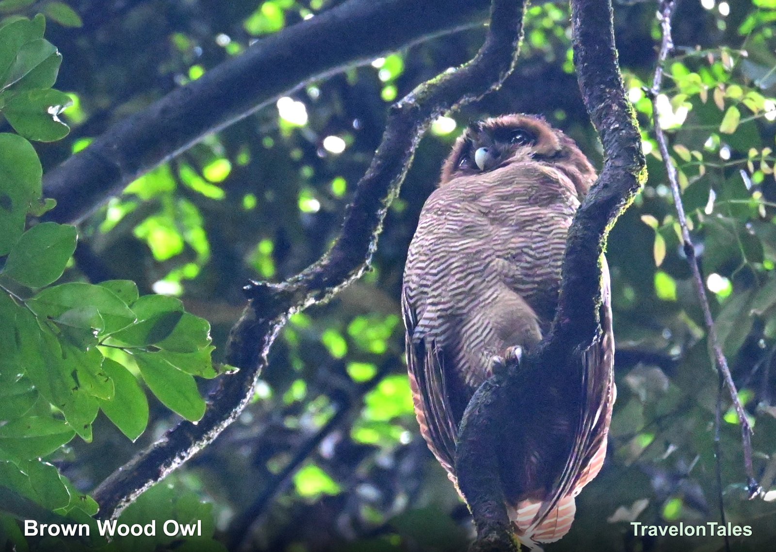 Brown Wood Owl roosting in canopy