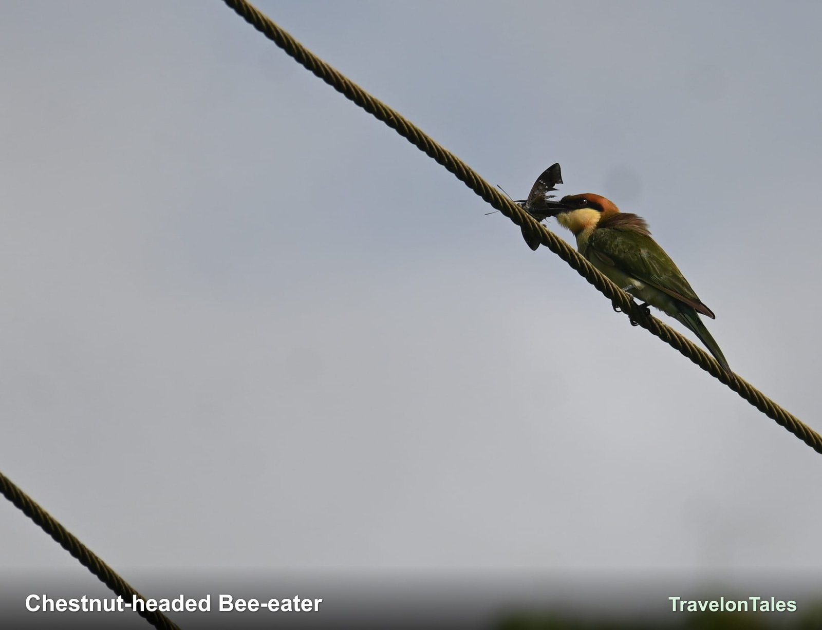 Chestnut-headed Bee-eater perched