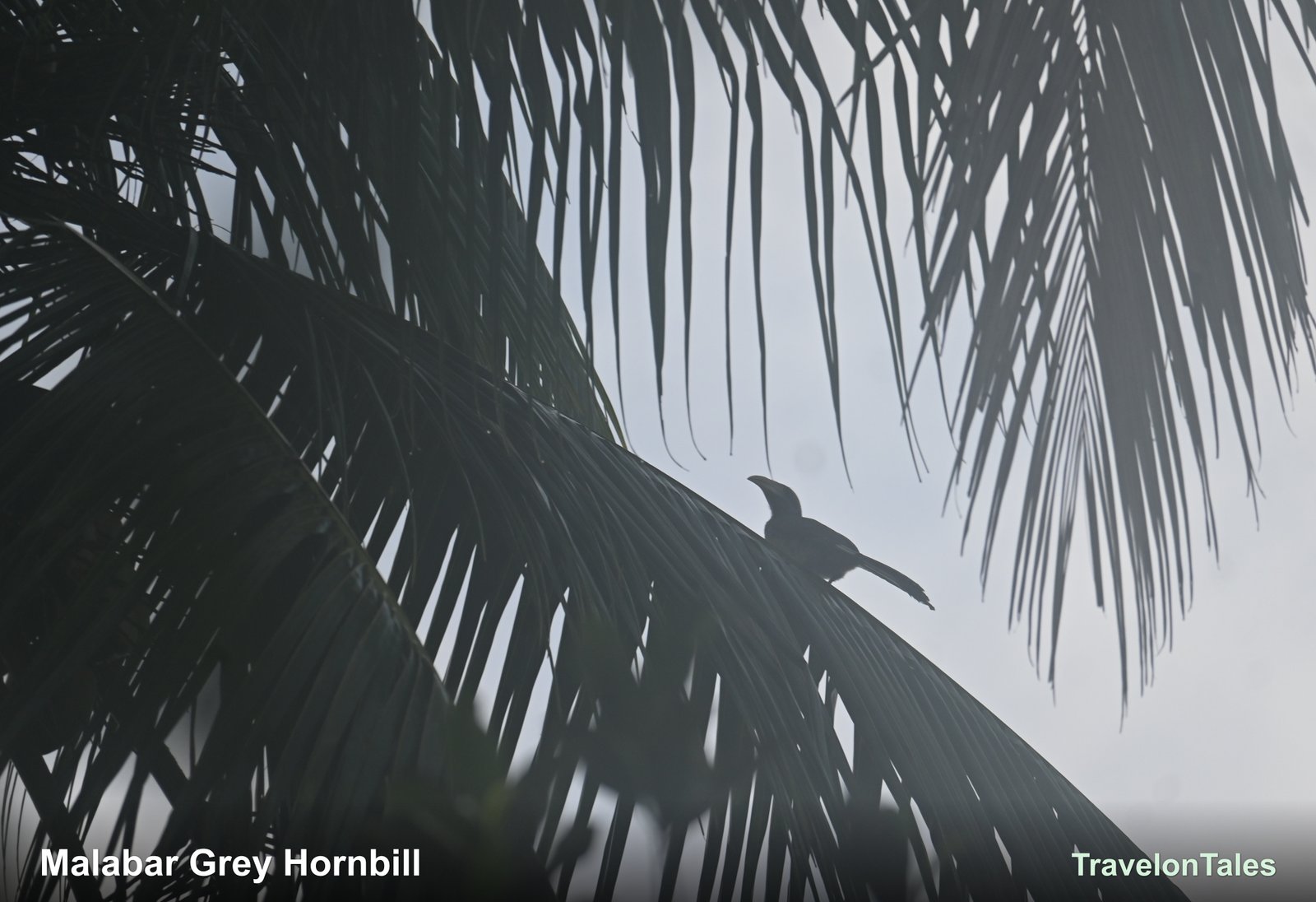 Malabar Grey Hornbill silhouette showing casque