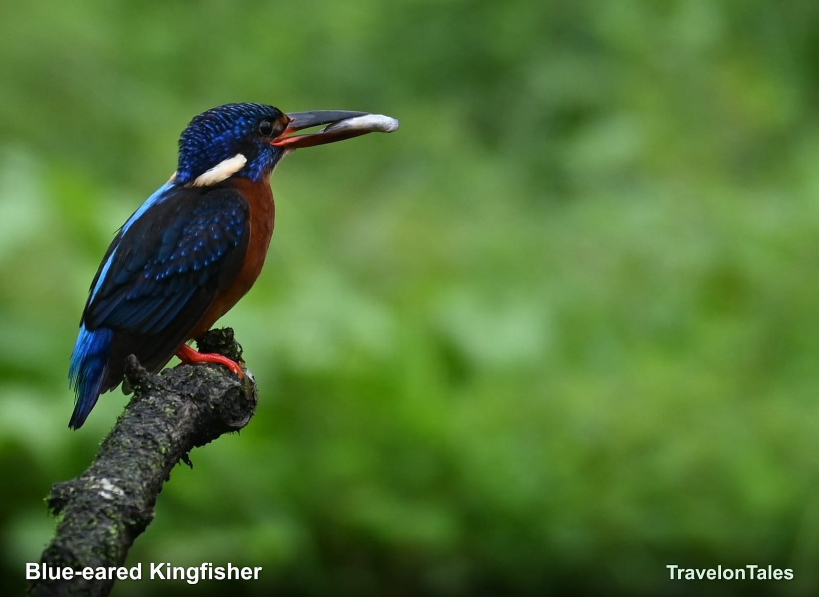 Blue-eared Kingfisher feeding