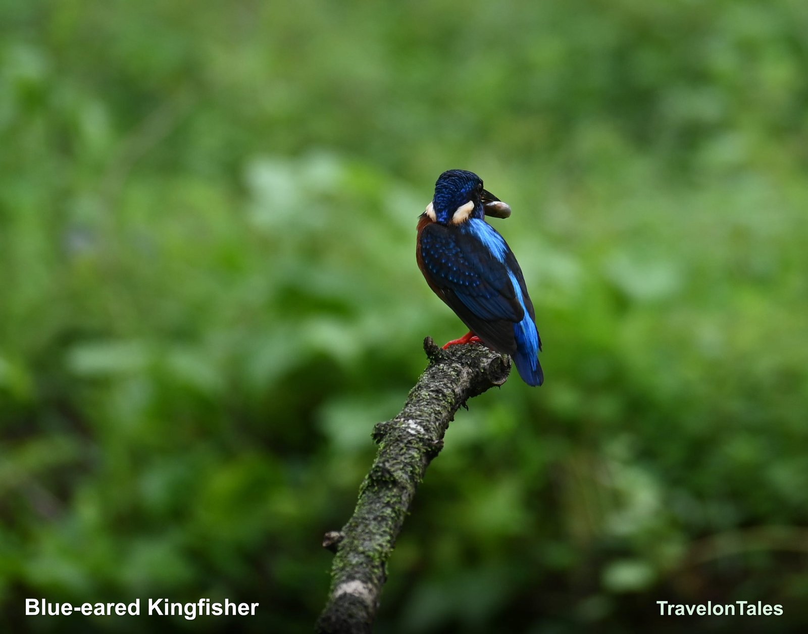 Blue-eared Kingfisher showing ultramarine back
