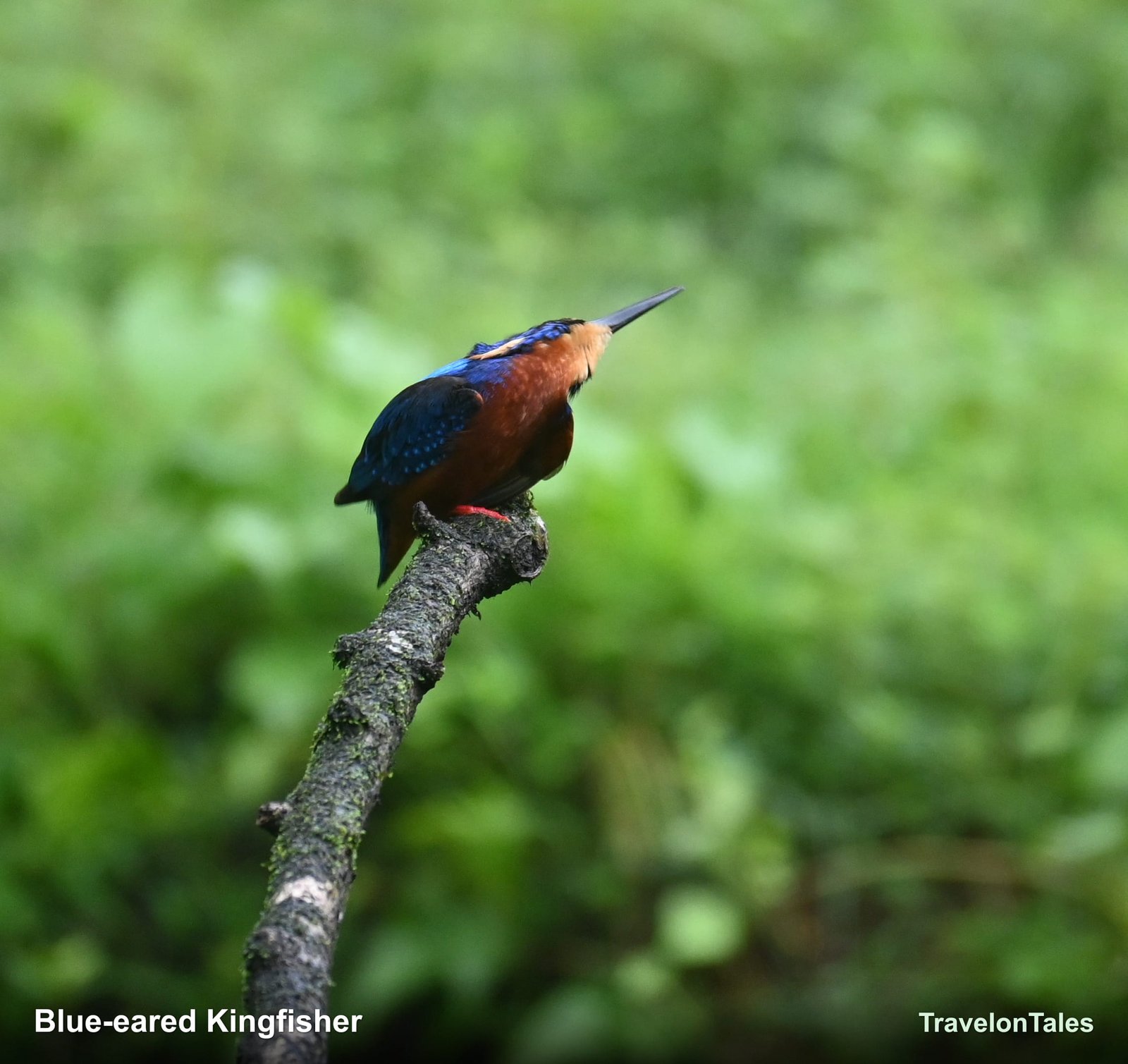 Blue-eared Kingfisher looking up