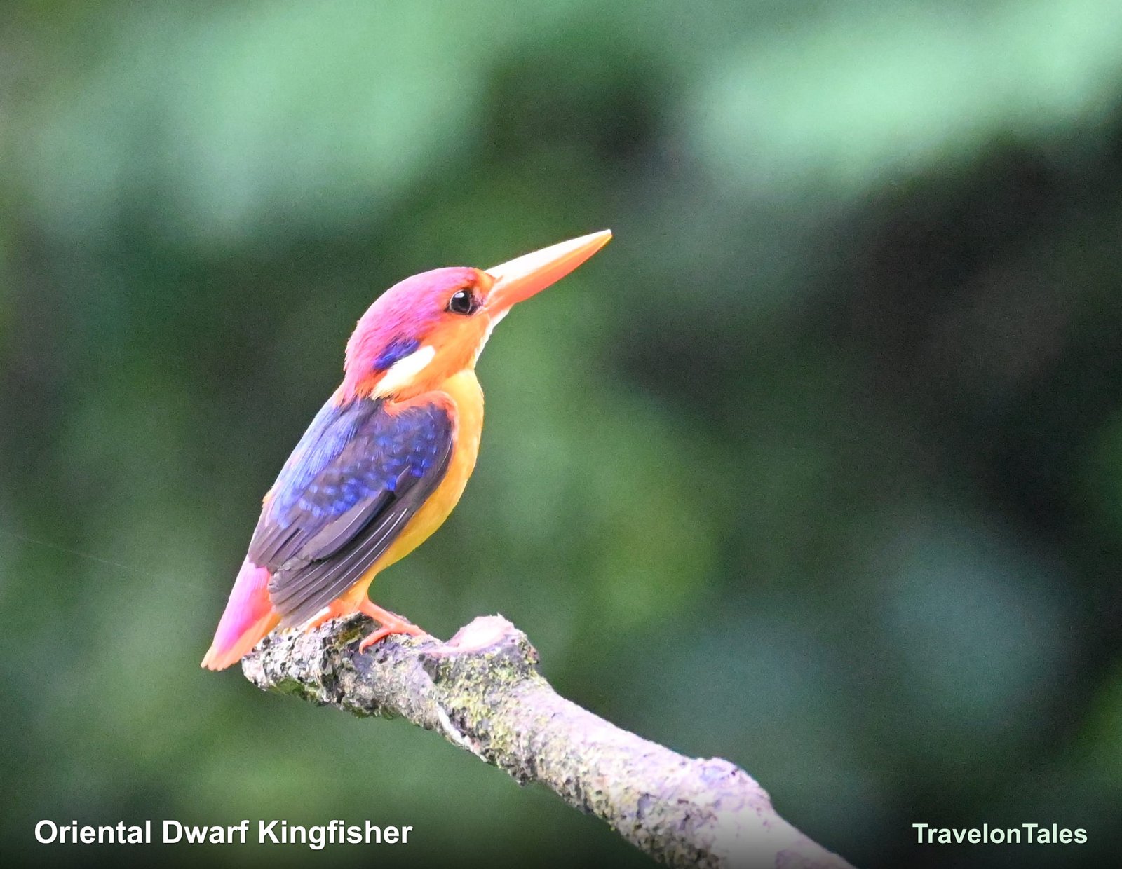 Oriental Dwarf Kingfisher