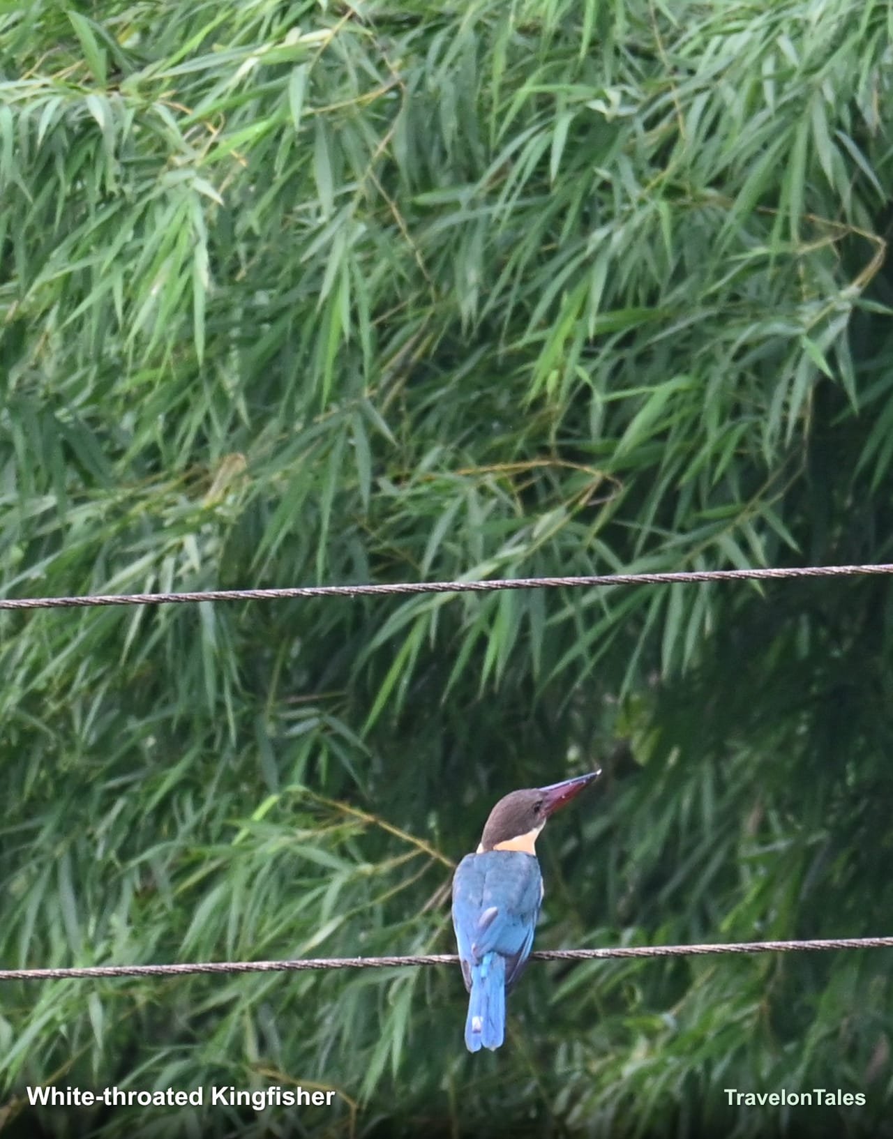 White-throated Kingfisher perched on wire