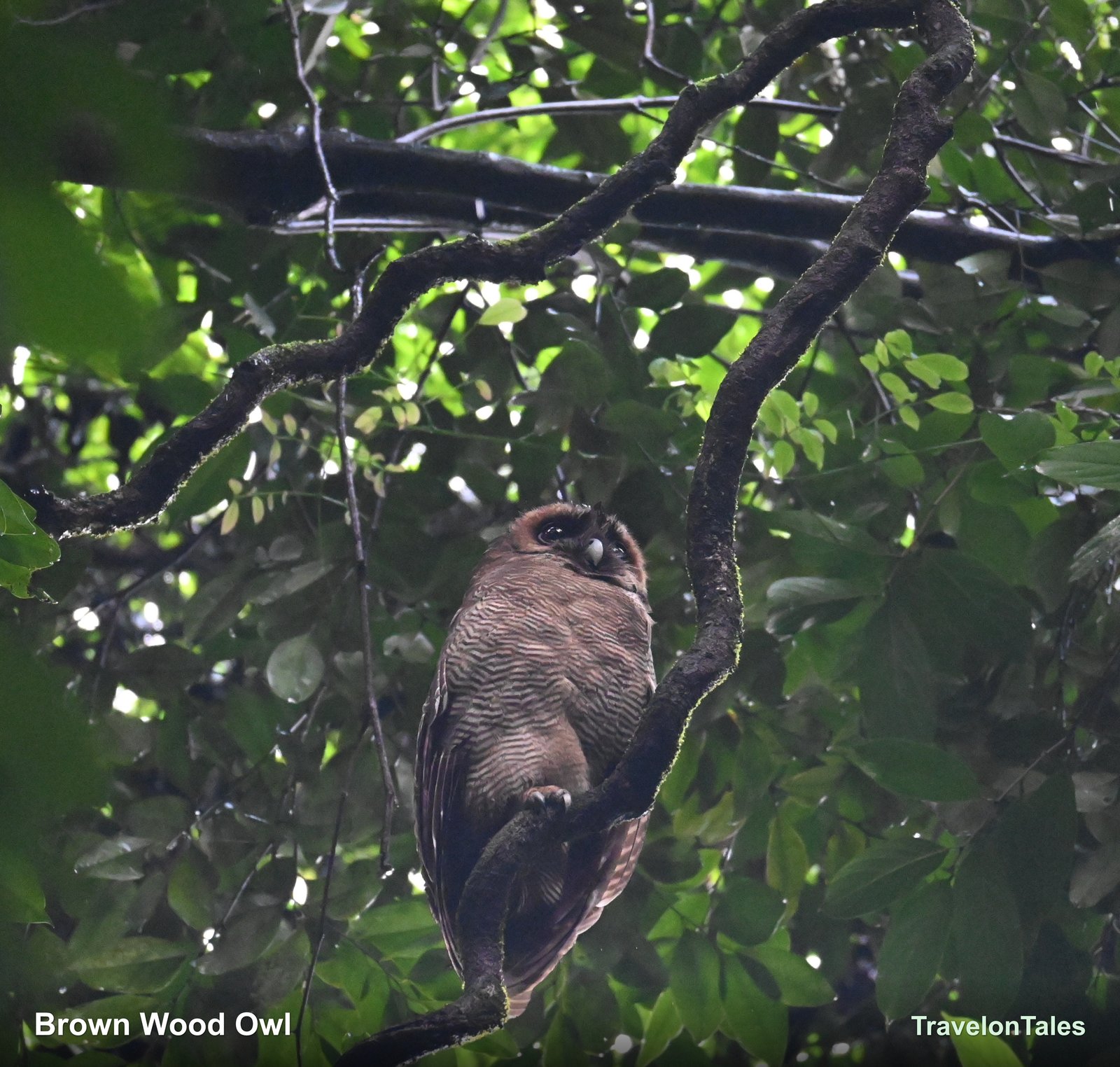 Brown Wood Owl full body showing barred plumage