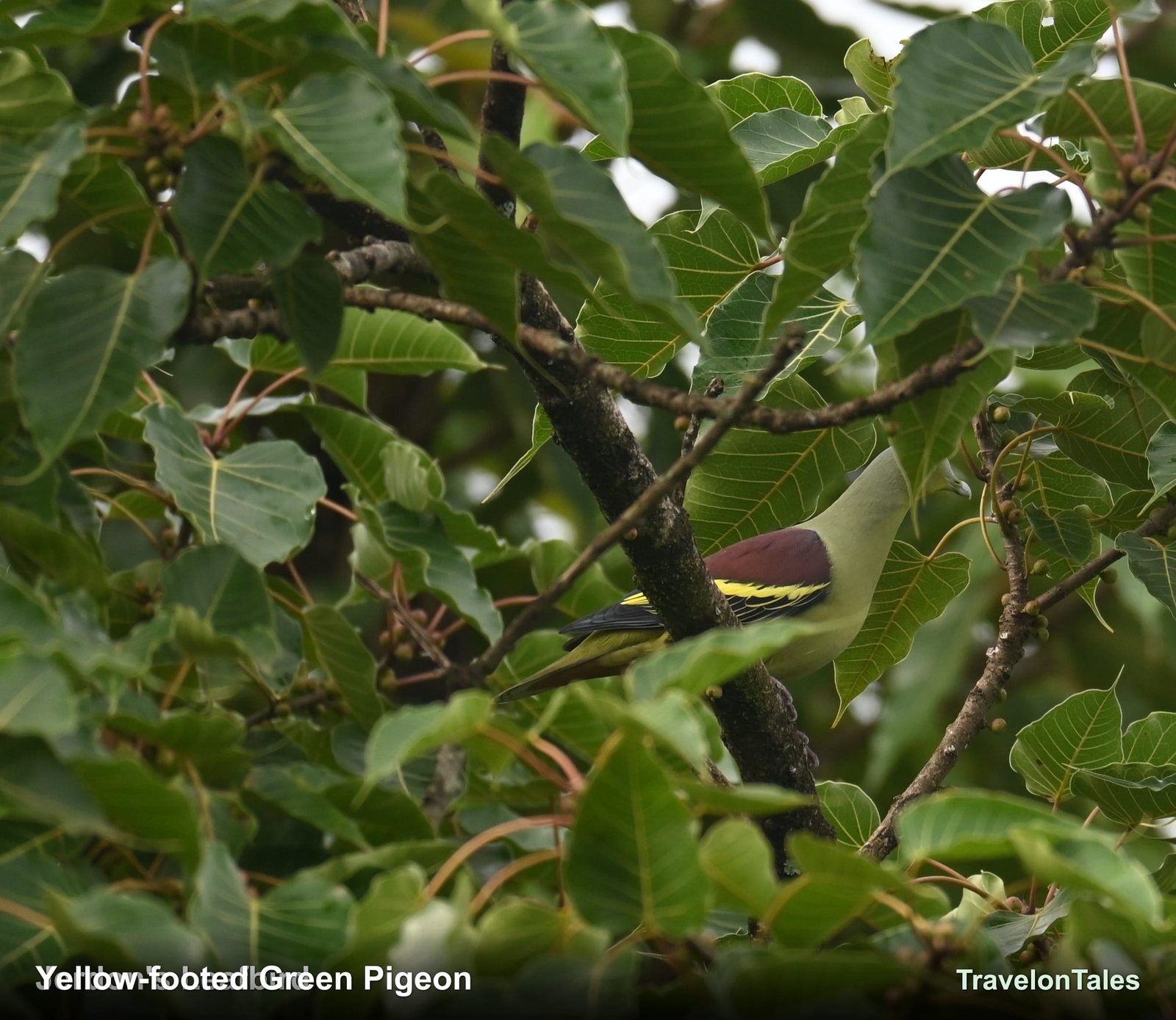 Yellow-footed Green Pigeon in fig tree canopy