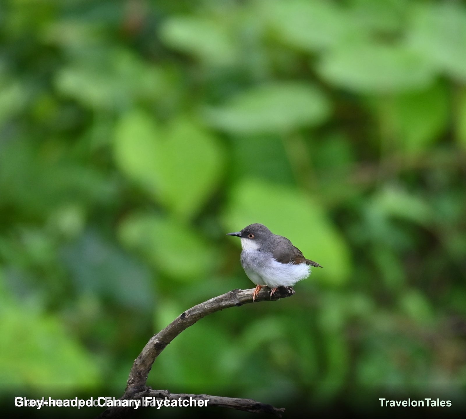 Grey-headed Canary Flycatcher perched on branch