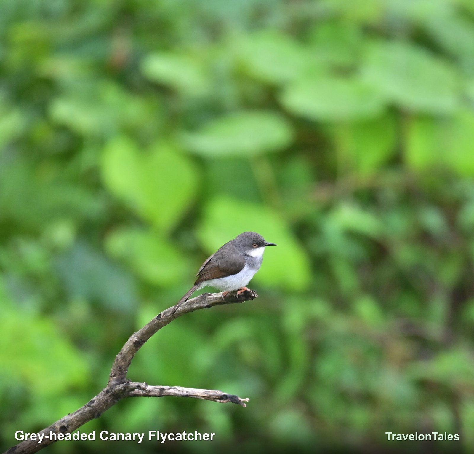 Grey-headed Canary Flycatcher on perch