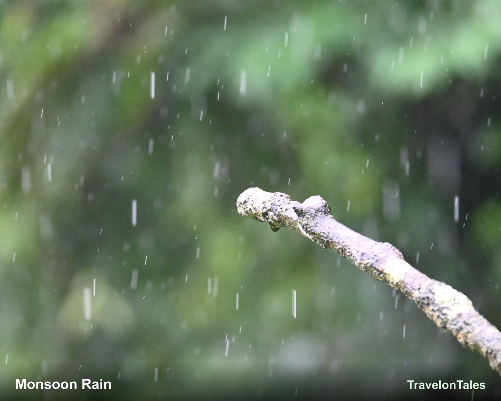 Monsoon rain falling on a bare branch
