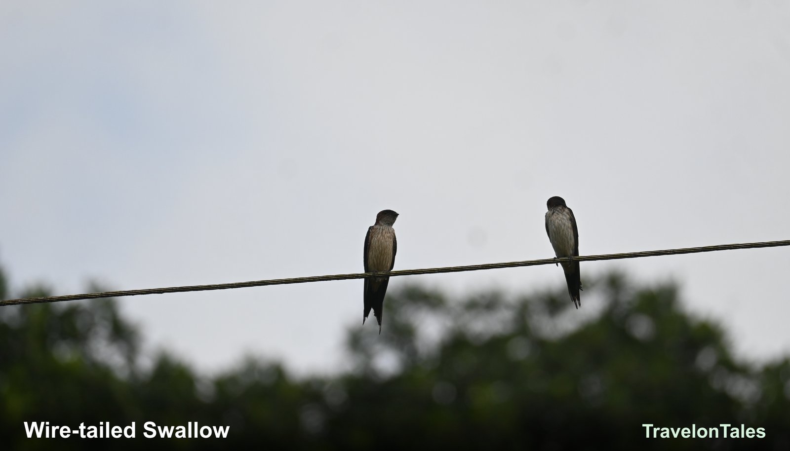 Wire-tailed Swallows pair on wire