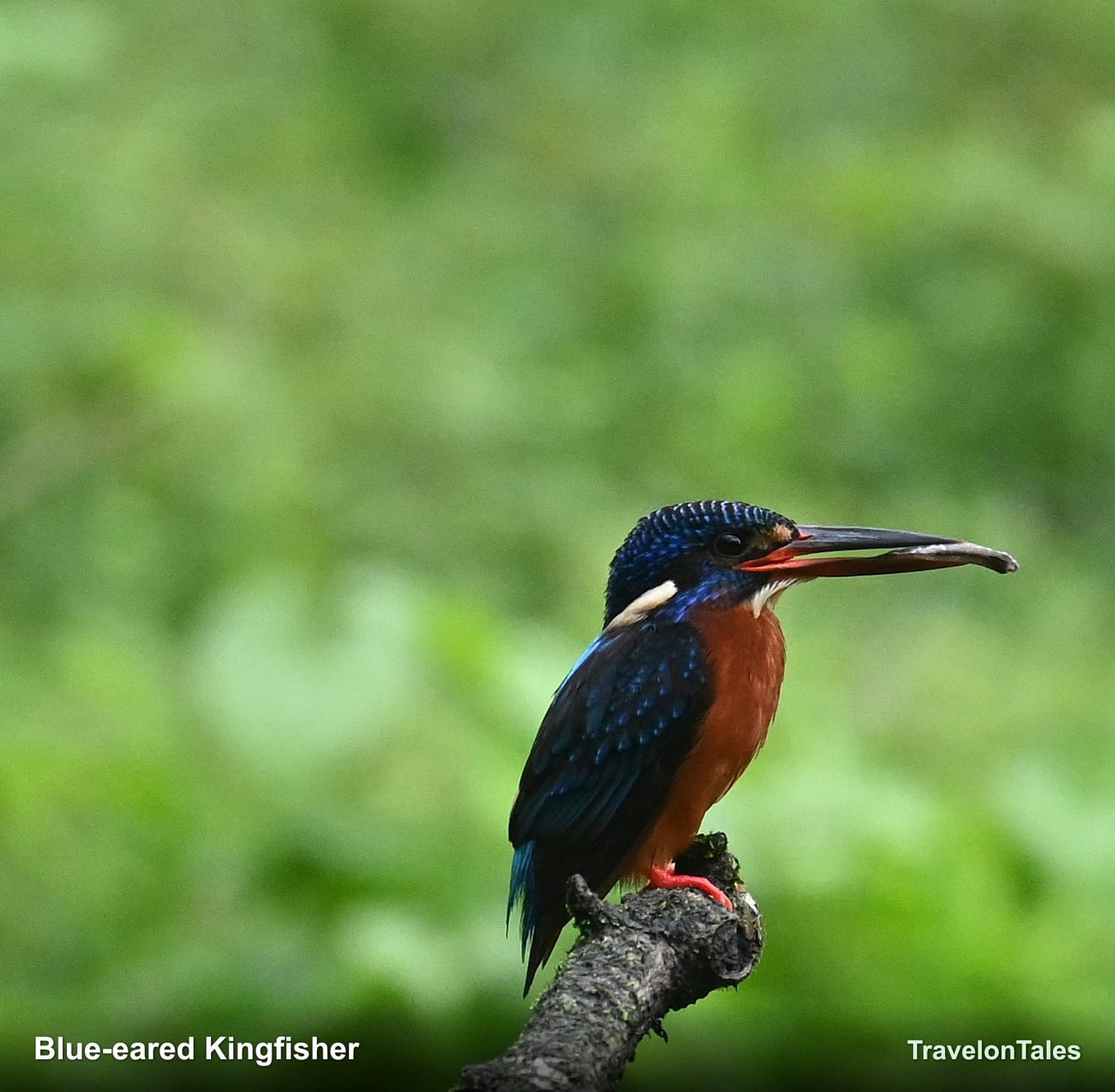 Blue-eared Kingfisher calling
