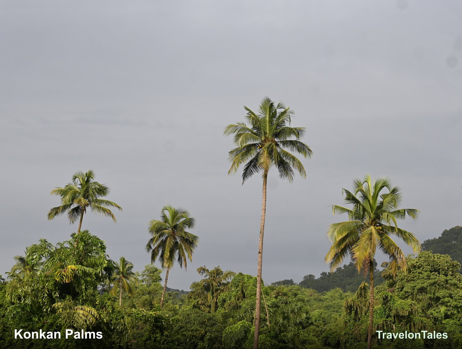 Palms against grey monsoon sky