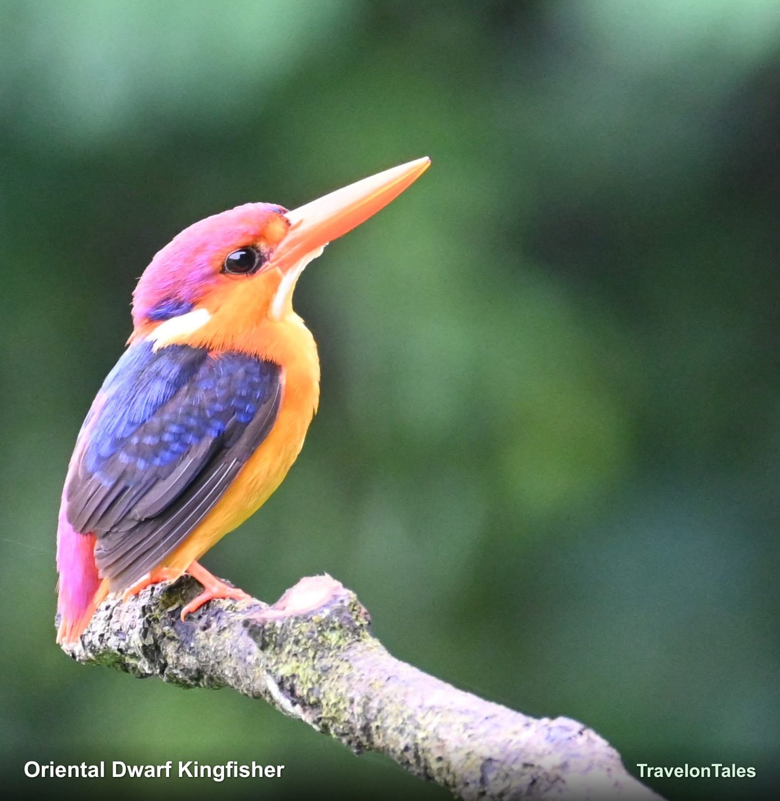 Oriental Dwarf Kingfisher close-up showing rufous plumage
