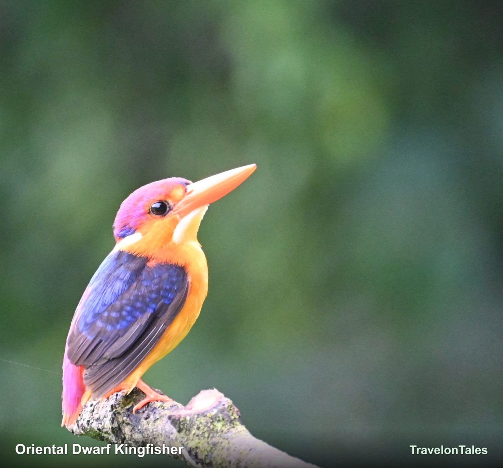 Oriental Dwarf Kingfisher looking up
