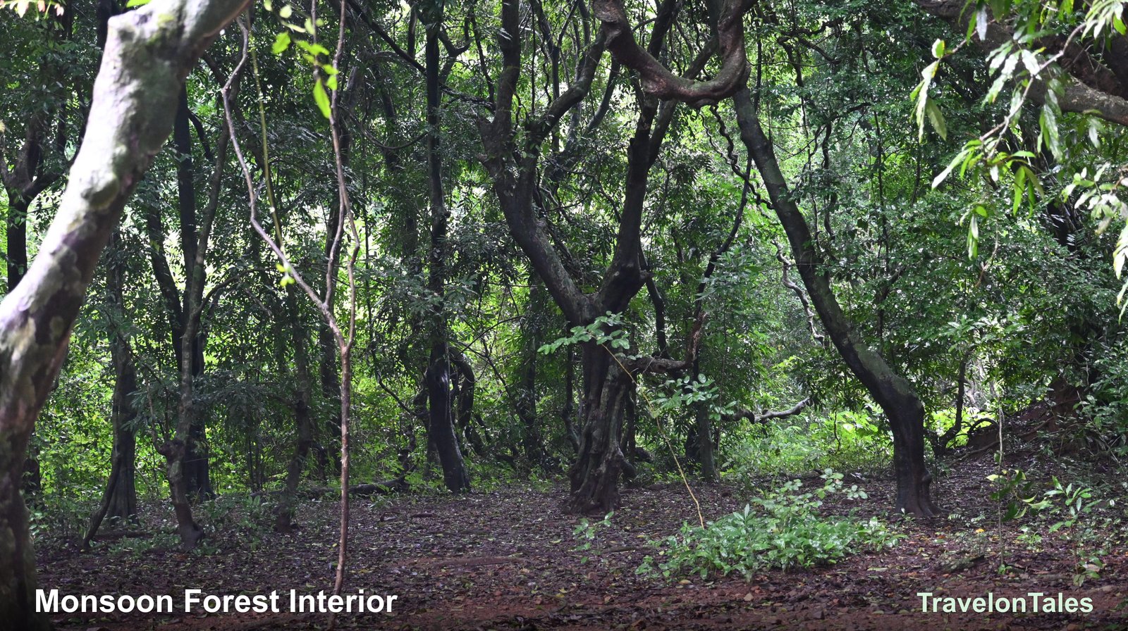 Monsoon forest interior with laterite