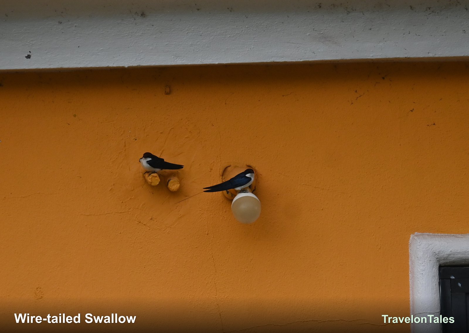 Wire-tailed Swallows on orange wall