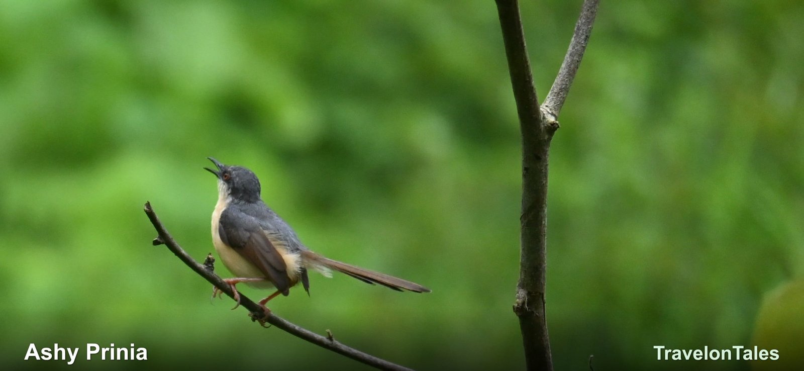 Ashy Prinia calling from branch
