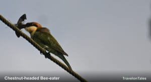 Chestnut-headed Bee-eater: How It Hunts and Handles a Sting