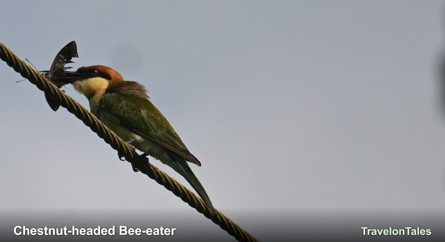 Chestnut-headed Bee-eater with butterfly catch