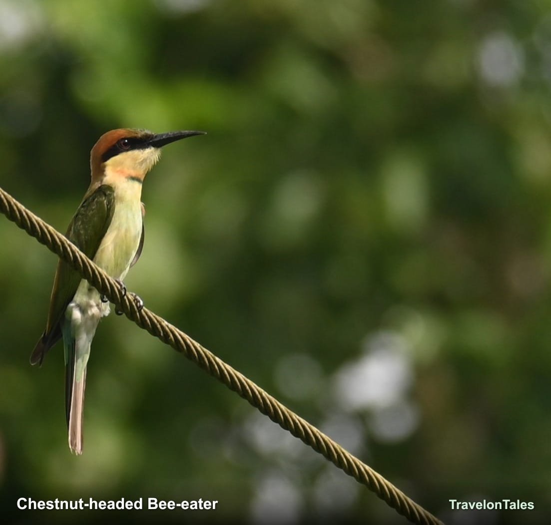 Chestnut-headed Bee-eater profile on wire