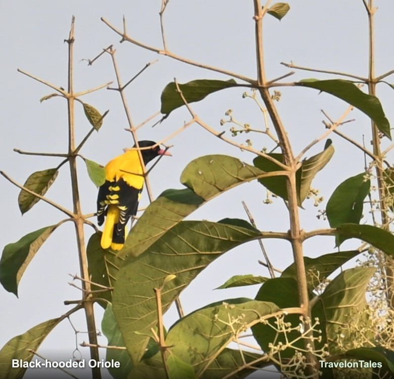 Black-hooded Oriole in a flowering tree