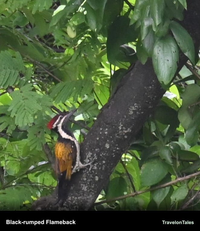 Black-rumped Flameback woodpecker on a tree trunk