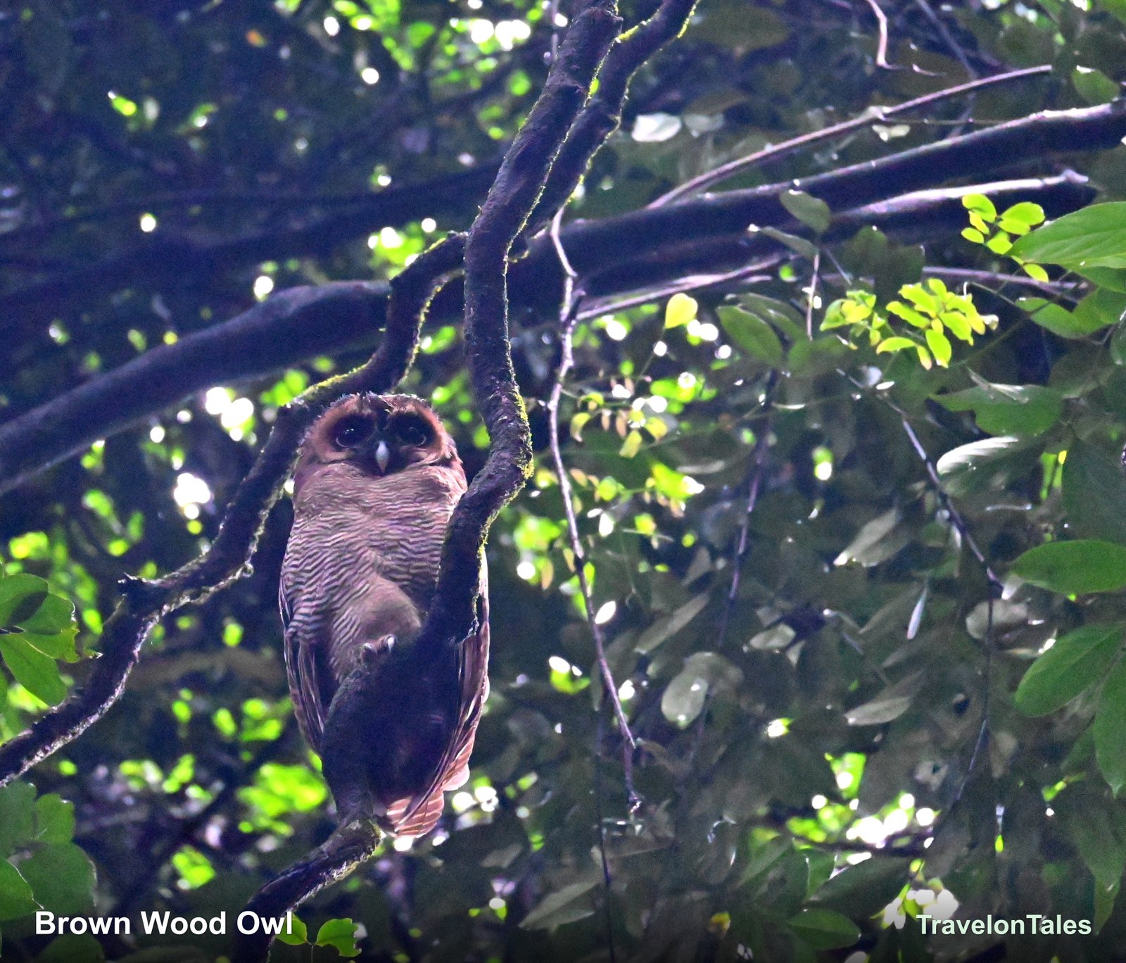 Brown Wood Owl staring directly at camera