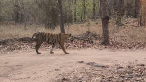 Tadoba, Bandhavgarh and Panna — Which Tiger Reserve Should You Visit