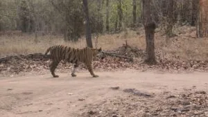 Tadoba, Bandhavgarh and Panna — Which Tiger Reserve Should You Visit