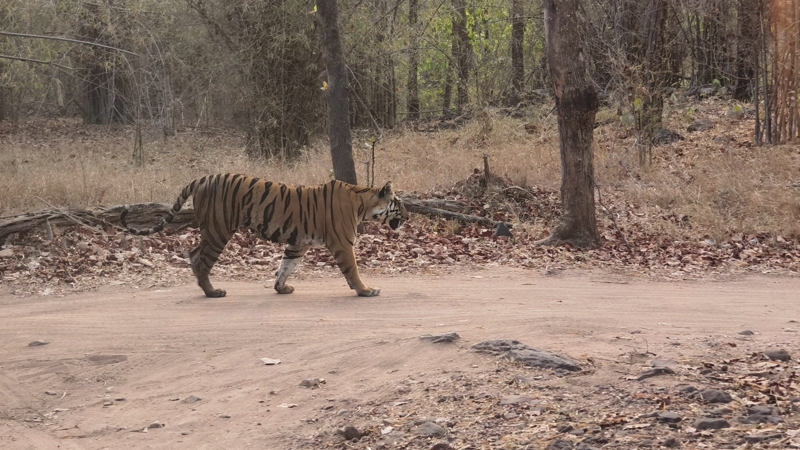 Tiger walking through Bandhavgarh forest April 2025