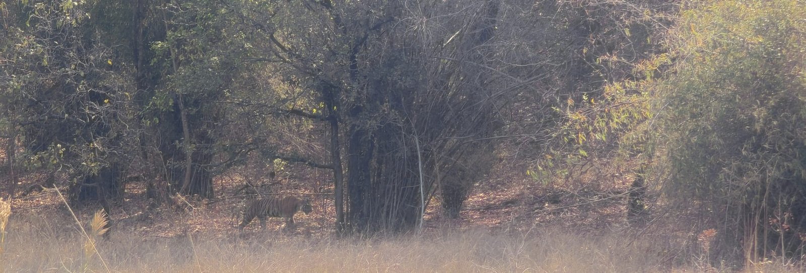 Tiger at Bandhavgarh Tiger Reserve Madhya Pradesh April 2025
