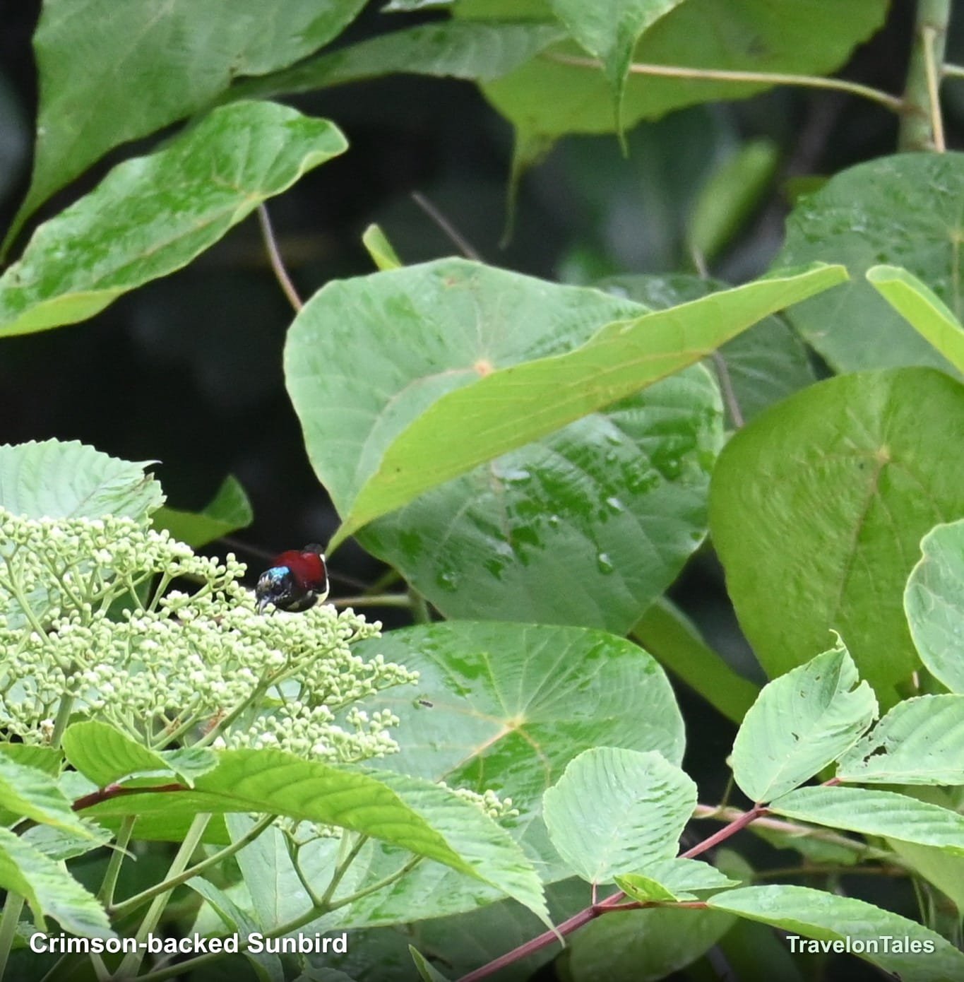 Crimson-backed Sunbird male feeding on flower buds