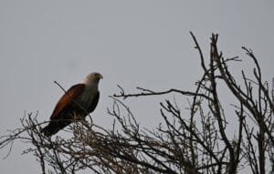 brahminy-kite-bhigwan
