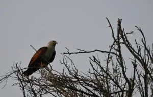brahminy-kite-bhigwan