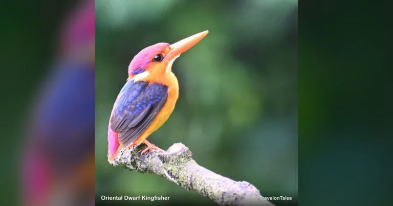 Oriental Dwarf Kingfisher