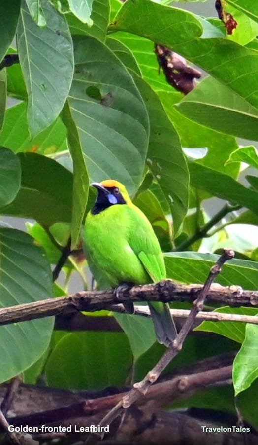 Golden-fronted Leafbird showing orange forehead and blue throat