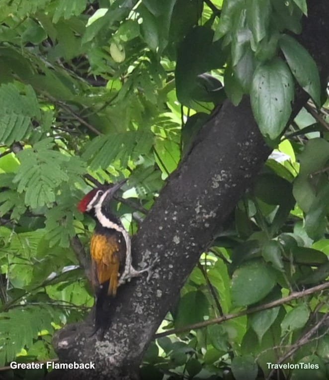 Greater Flameback woodpecker on tree trunk