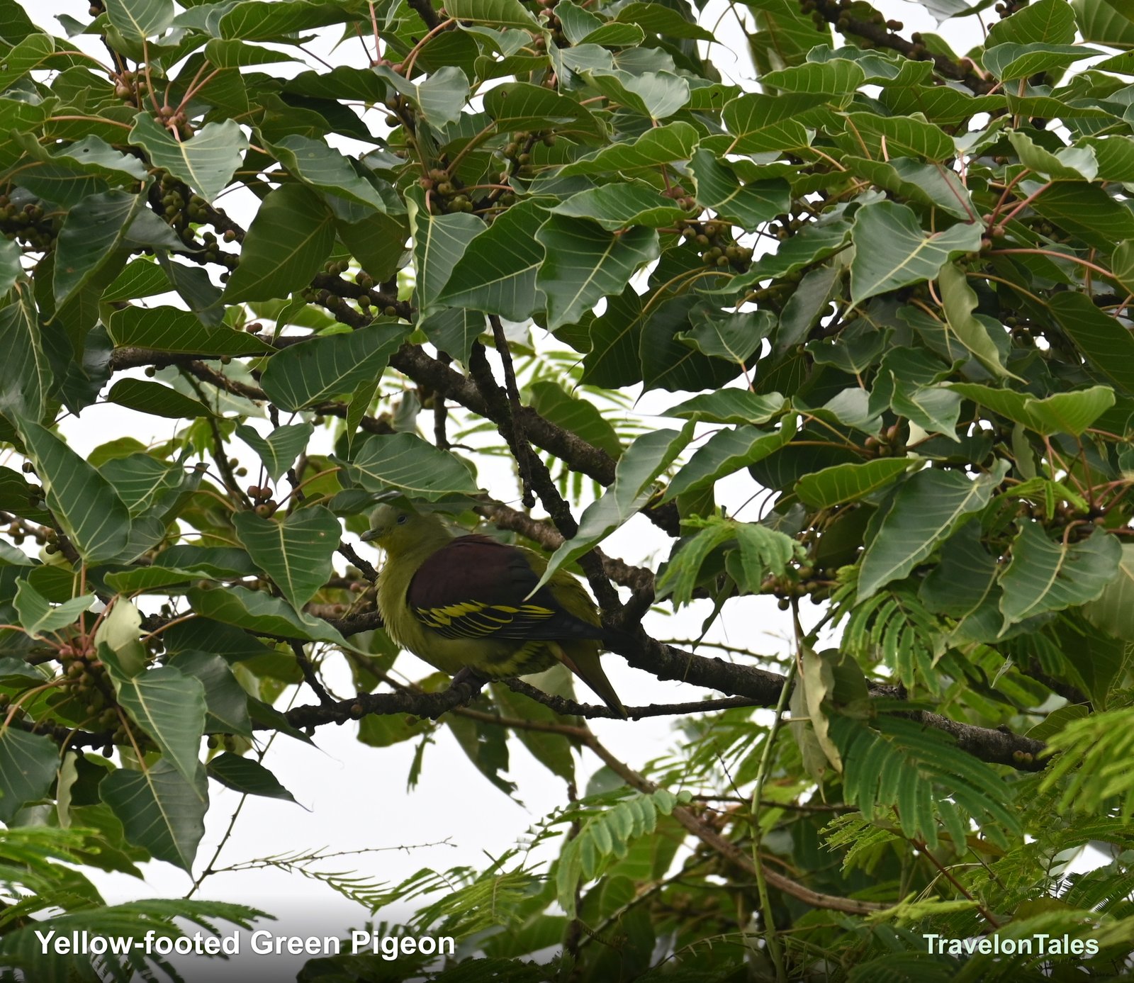 Yellow-footed Green Pigeon showing yellow feet and green plumage