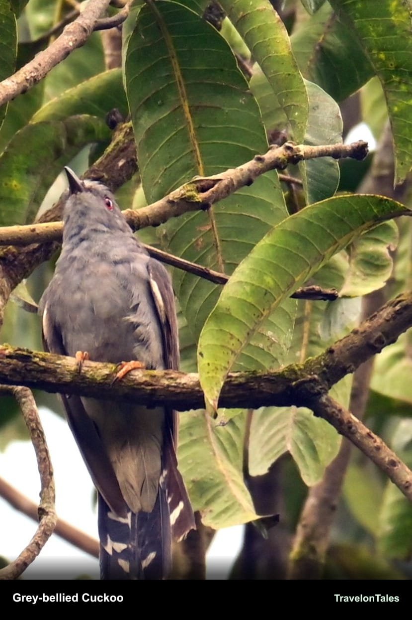 Grey-bellied Cuckoo perched among leaves