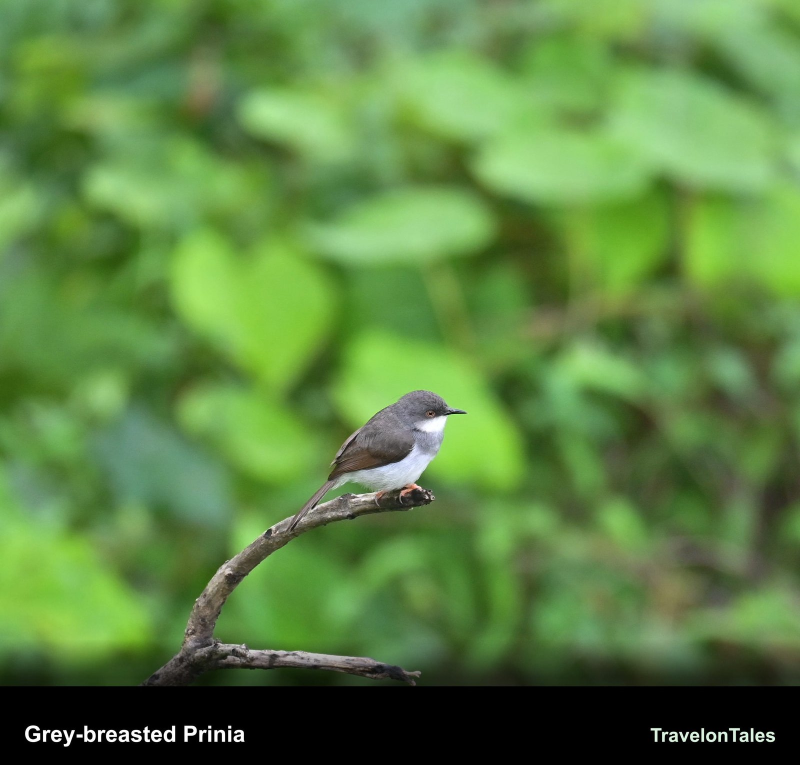 Grey-breasted Prinia perched showing the grey band across the breast