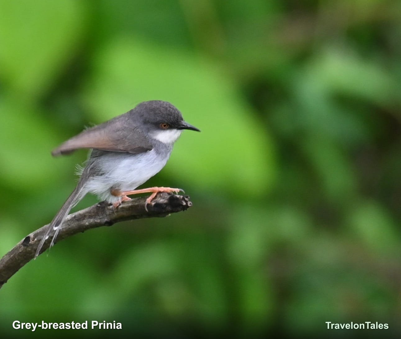 Grey-breasted Prinia in breeding plumage