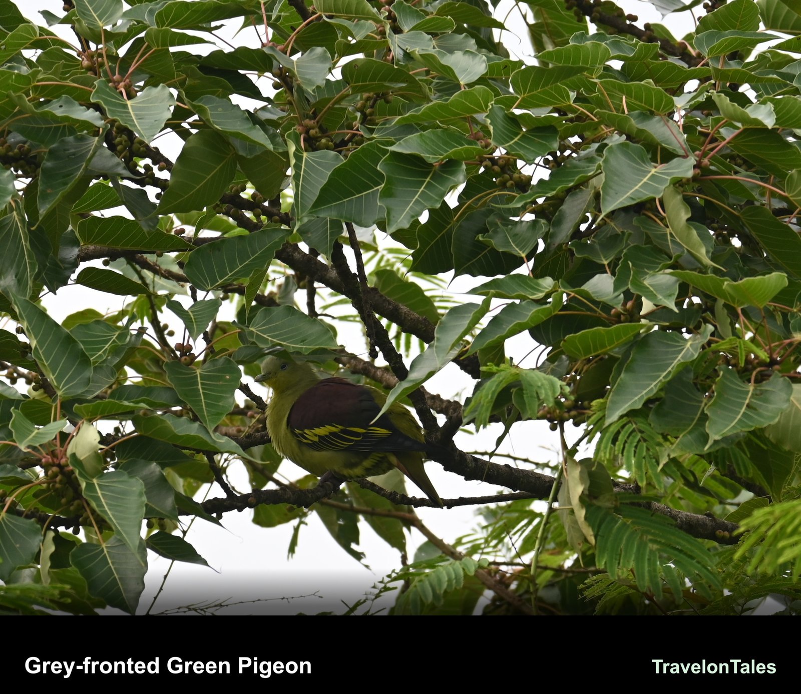 Grey-fronted Green Pigeon in the canopy