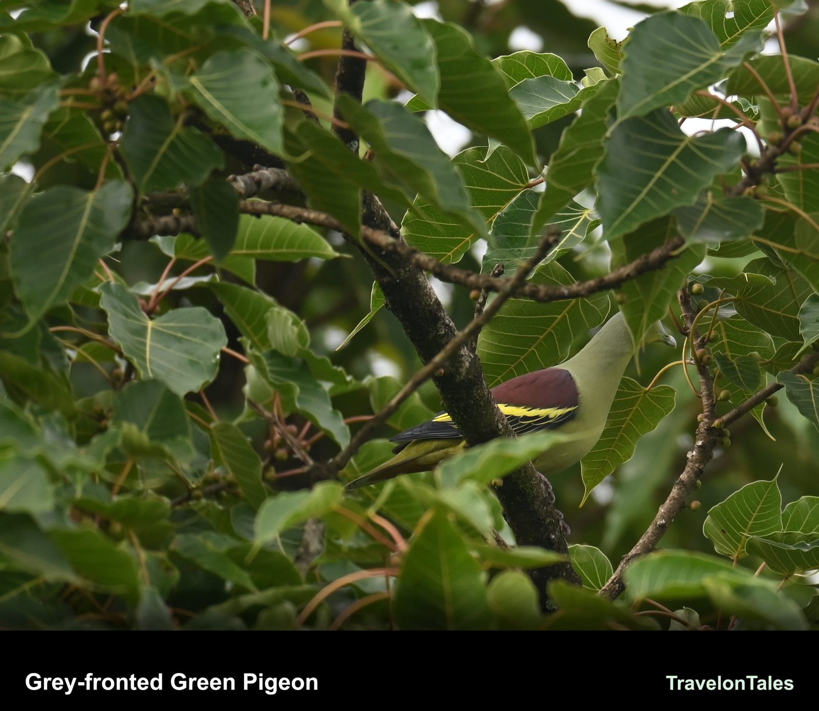 Grey-fronted Green Pigeon in fig tree