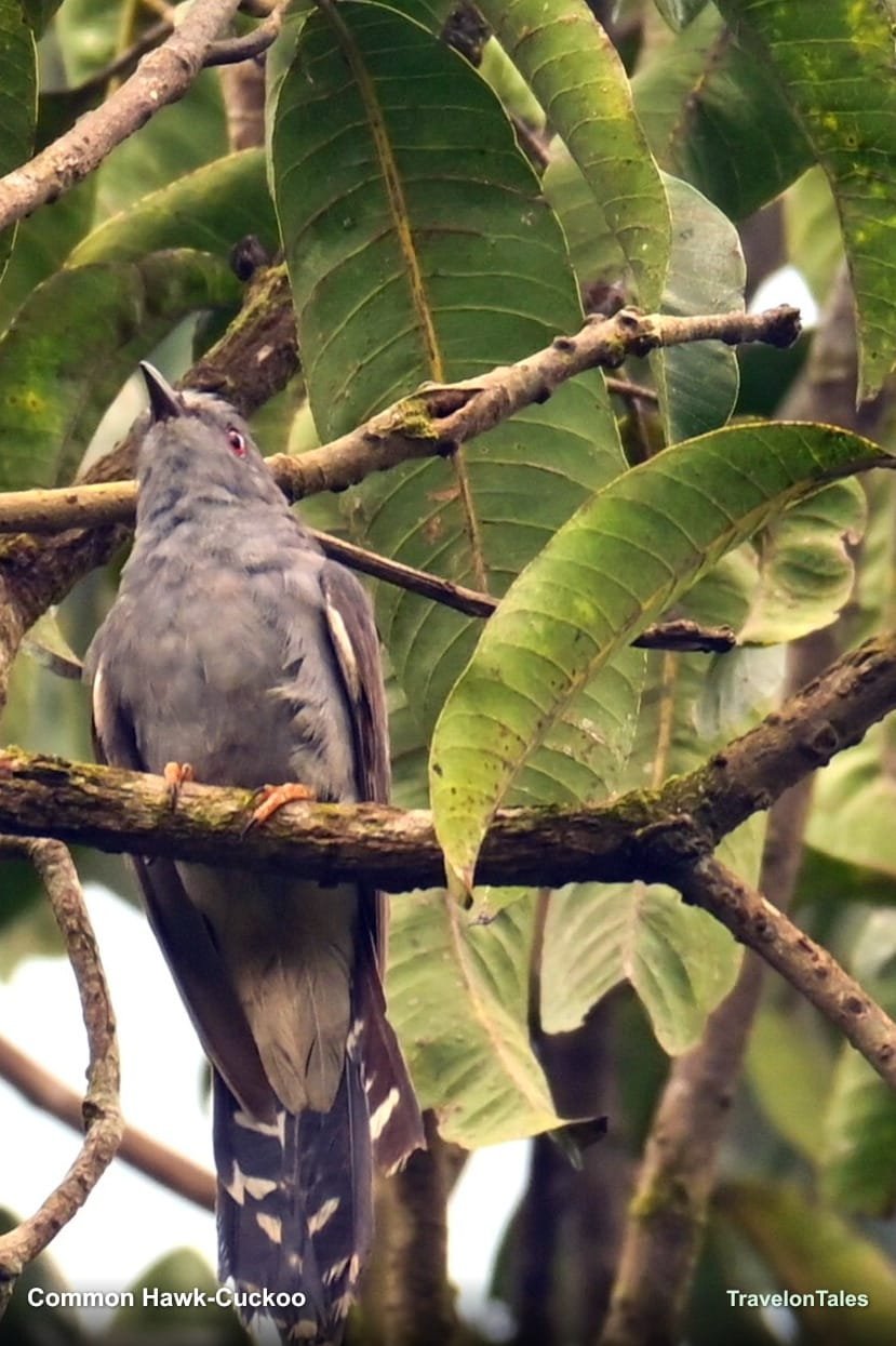 Common Hawk-Cuckoo perched