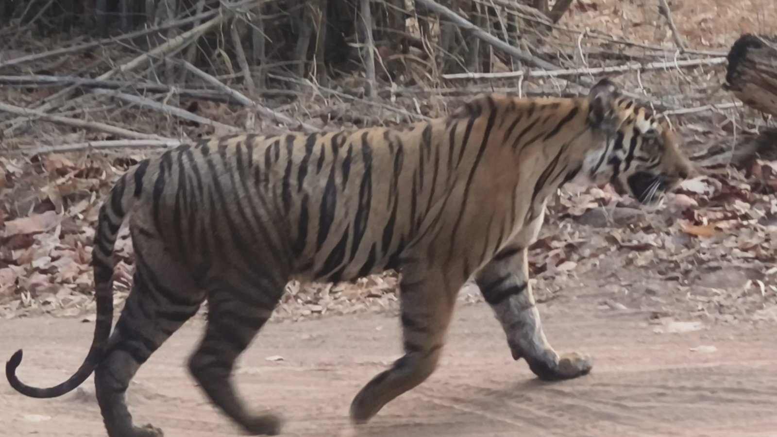 Evening wildlife safari at Panna Tiger Reserve