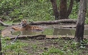 Tiger closeup at Tadoba Tiger Reserve June 2025