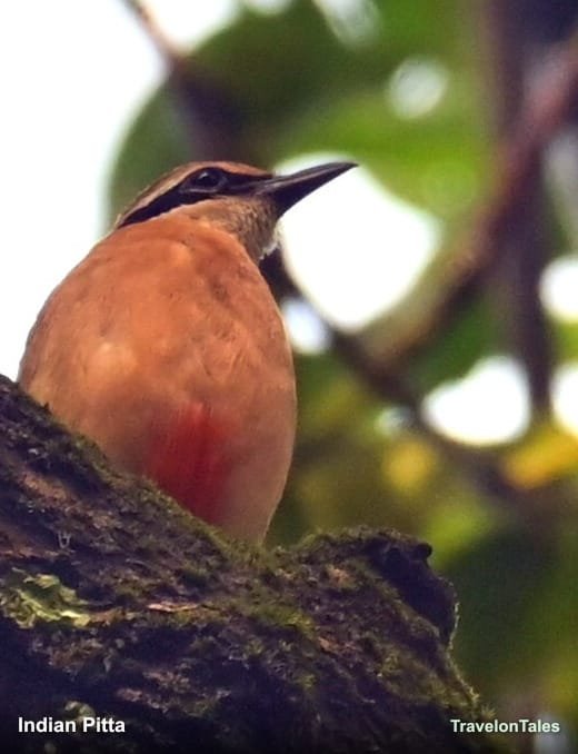 Indian Pitta on branch showing green back and crimson vent