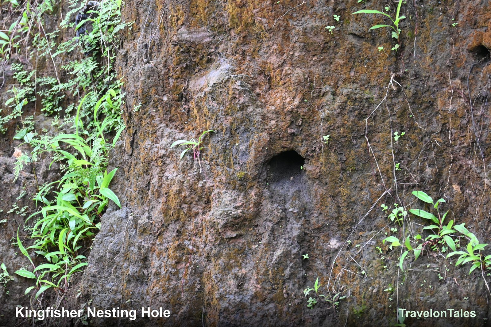 Kingfisher nesting hole in laterite rock face