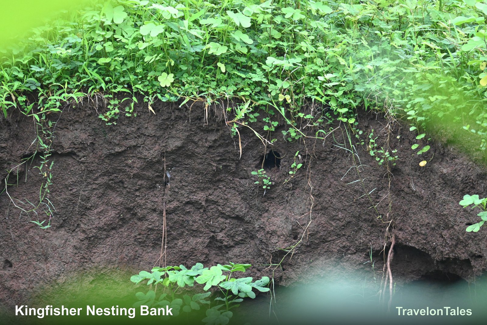Kingfisher nesting hole in mud bank along stream